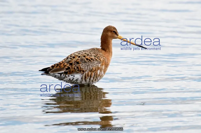 : Black-tailed Godwit - standing in deep water with reflection : Black-tailed Godwit - standing in deep water with reflection