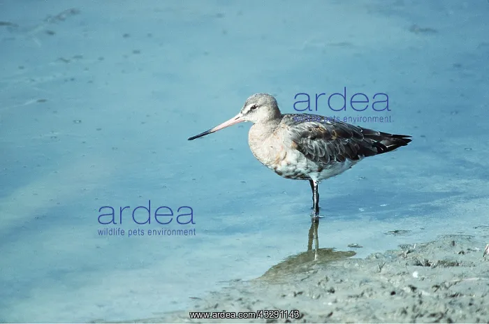 : BLACK-TAILED GODWIT - standing by water : BLACK-TAILED GODWIT - standing by water
