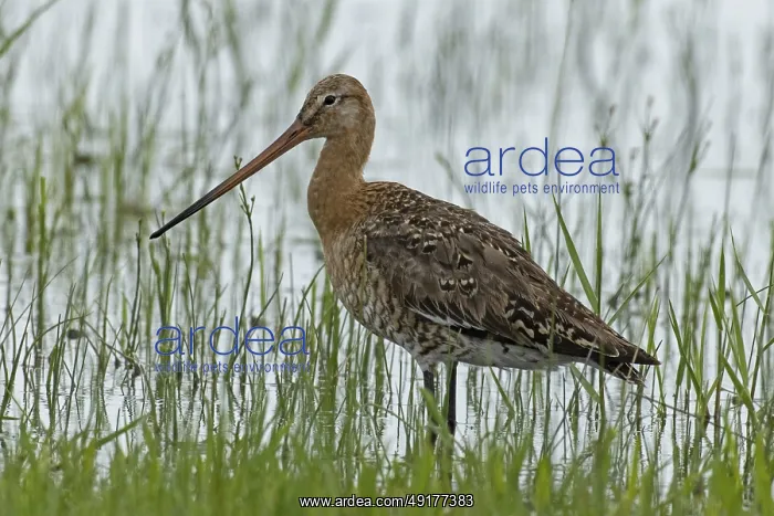  : Black-tailed godwit standing at the water's edge with green stalks looking left