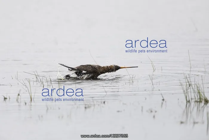 : Black - tailed Godwit - taking a bath in a lagoon : Black - tailed Godwit - taking a bath in a lagoon