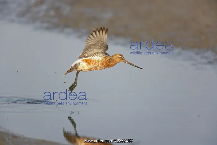 : Black Tailed Godwit - Taking off : Black Tailed Godwit - Taking off
