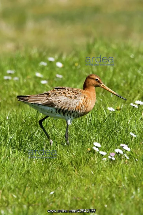  : Black-tailed Godwit - Walking on grassfield