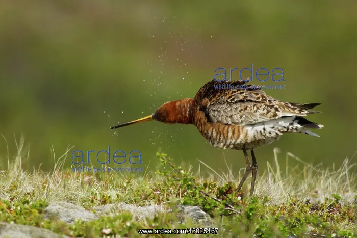  : Black-tailed Godwit - washing