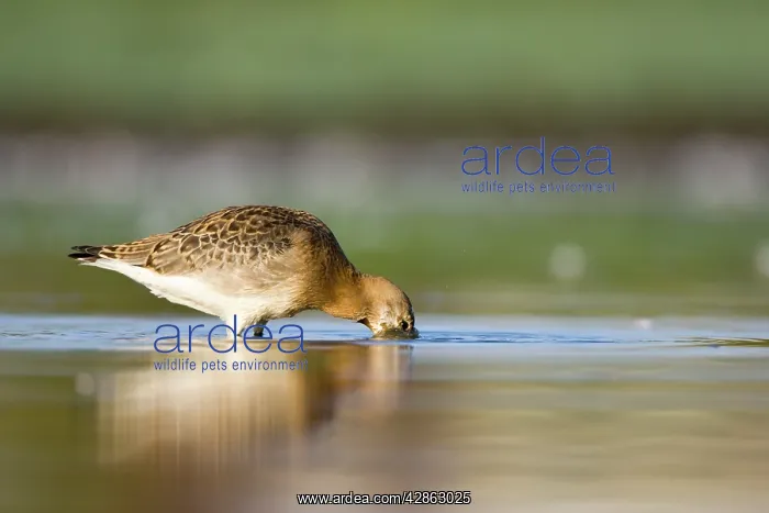: Black-Tailed Godwit - Water-level view of bird : Black-Tailed Godwit - Water-level view of bird