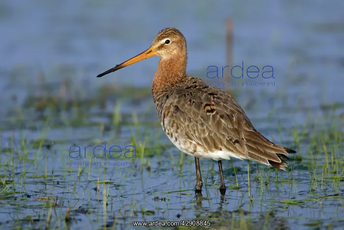 : Black-tailed Godwit - on water meadow : Black-tailed Godwit - on water meadow