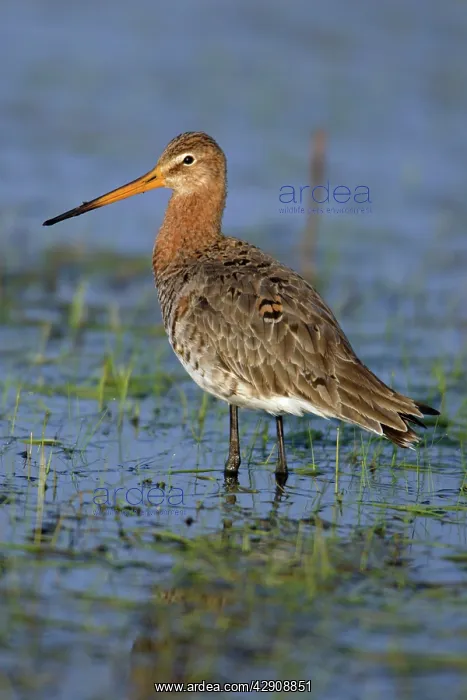 : Black-tailed Godwit - on water meadow : Black-tailed Godwit - on water meadow