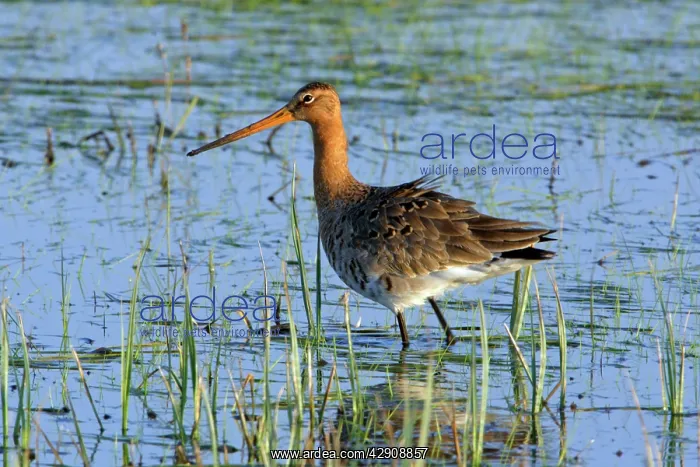 : Black-tailed Godwit - on water meadow : Black-tailed Godwit - on water meadow