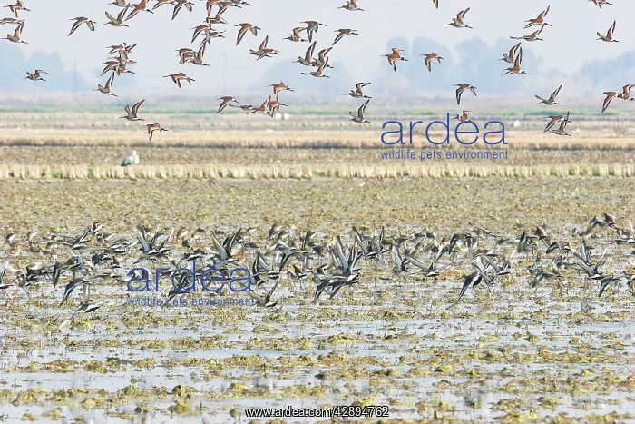 : Black-tailed Godwit - in winter : Black-tailed Godwit - in winter