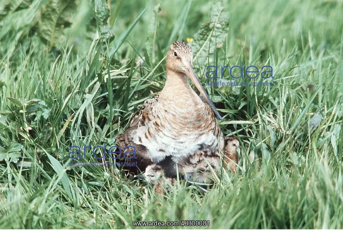 : BLACK-TAILED GODWIT - with young : BLACK-TAILED GODWIT - with young