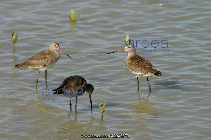 : Black-tailed Godwits : Black-tailed Godwits