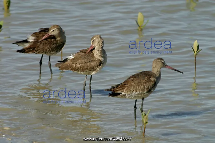 : Black-tailed Godwits : Black-tailed Godwits