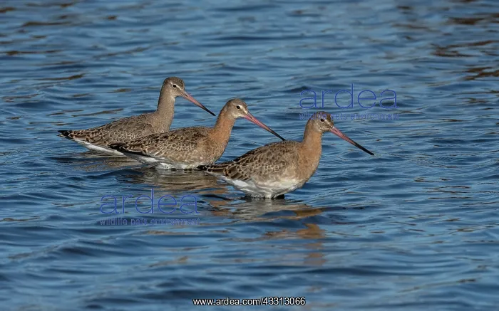 : Black-tailed godwits, Limosa limosa, in autumn i : Black-tailed godwits, Limosa limosa, in autumn i