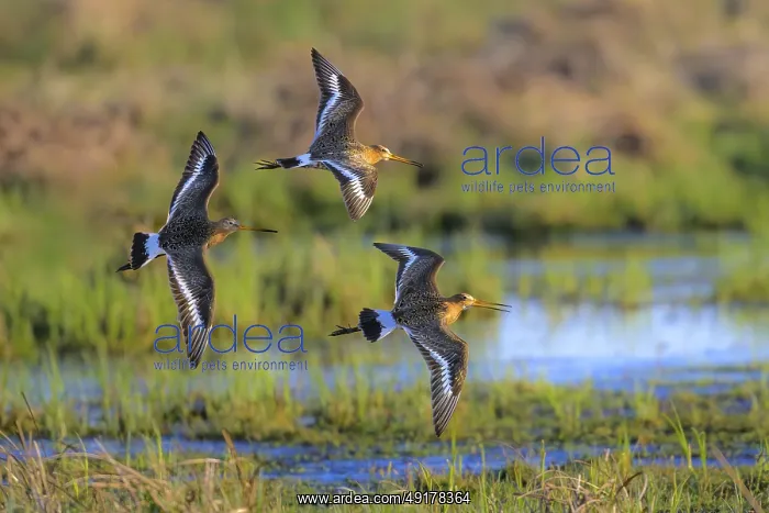 : Three black-tailed godwits (Limosa limosa) flying over a damp meadow and a small watercourse : Three black-tailed godwits (Limosa limosa) flying over a damp meadow and a small watercourse