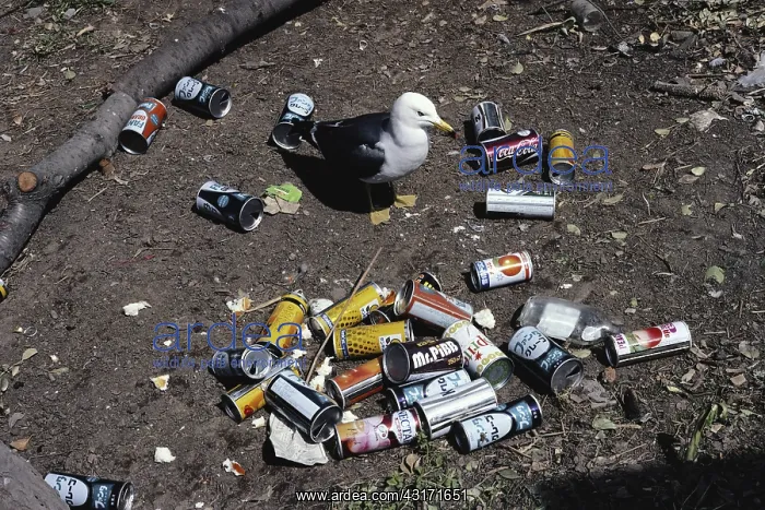  : Black-tailed Gull and Litter