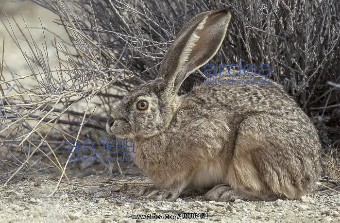 : Black-tailed Jack Rabbit under bush - Black-tailed : Black-tailed Jack Rabbit under bush - Black-tailed