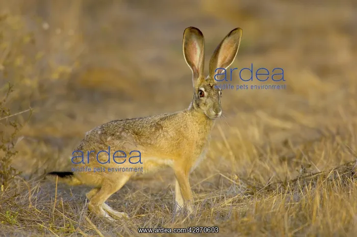 : Black-tailed Jackrabbit : Black-tailed Jackrabbit