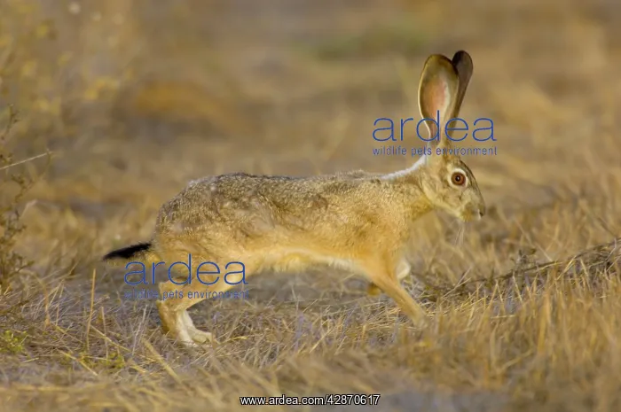  : Black-tailed Jackrabbit
