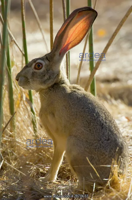 : Black-tailed Jackrabbit : Black-tailed Jackrabbit