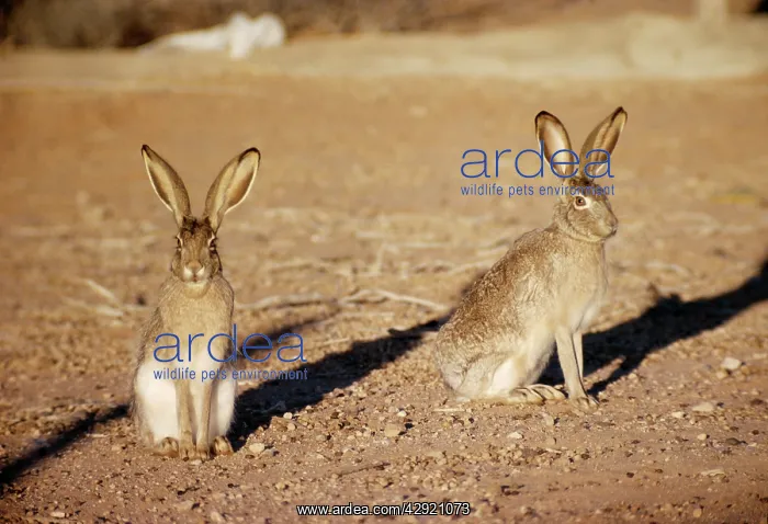 : Black-tailed Jackrabbit : Black-tailed Jackrabbit
