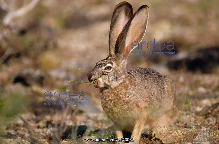: BLACK-TAILED JACKRABBIT : BLACK-TAILED JACKRABBIT