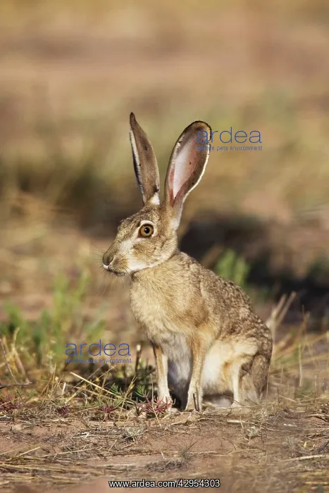 : Black-tailed Jackrabbit : Black-tailed Jackrabbit