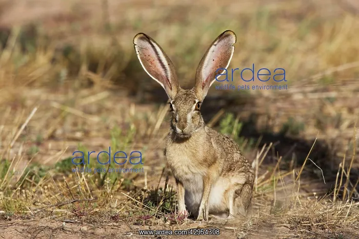 : Black-tailed Jackrabbit : Black-tailed Jackrabbit