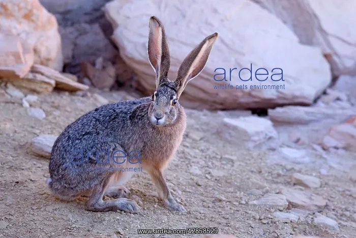 : Black-tailed Jackrabbit - adult : Black-tailed Jackrabbit - adult