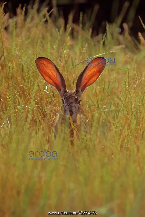 : Black-tailed Jackrabbit - the blood through the : Black-tailed Jackrabbit - the blood through the