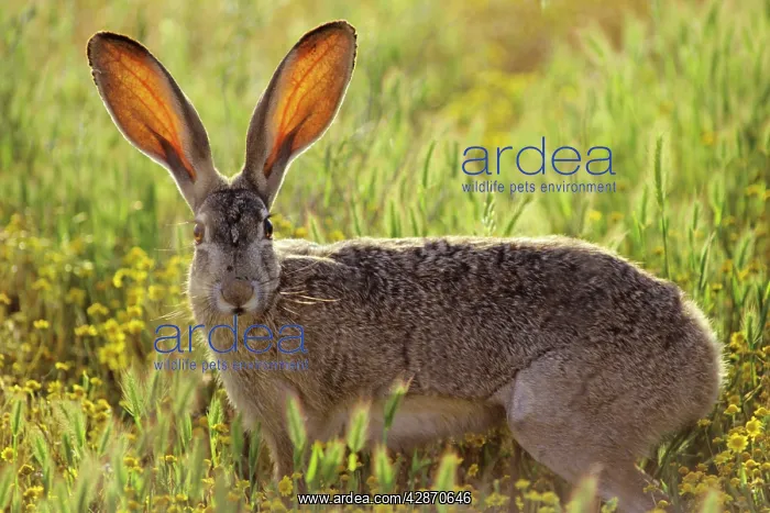 : Black-tailed jackrabbit - blood vessels in ears : Black-tailed jackrabbit - blood vessels in ears