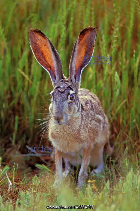 : Black-tailed Jackrabbit - In Grass : Black-tailed Jackrabbit - In Grass