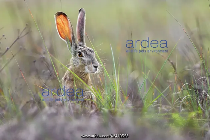 : Black-tailed jackrabbit, South Padre Island, Texas : Black-tailed jackrabbit, South Padre Island, Texas