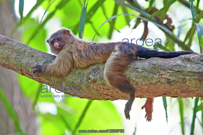 : Black-tailed marmoset lying on a branch Pantanal : Black-tailed marmoset lying on a branch Pantanal