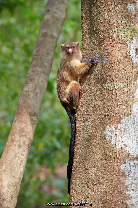 : Black-tailed marmoset Pantanal area Mato Grosso : Black-tailed marmoset Pantanal area Mato Grosso