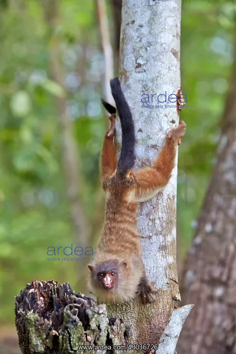 : Black-tailed marmoset Pantanal area Mato Grosso : Black-tailed marmoset Pantanal area Mato Grosso