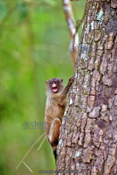: Black-tailed marmoset Pantanal area Mato Grosso : Black-tailed marmoset Pantanal area Mato Grosso