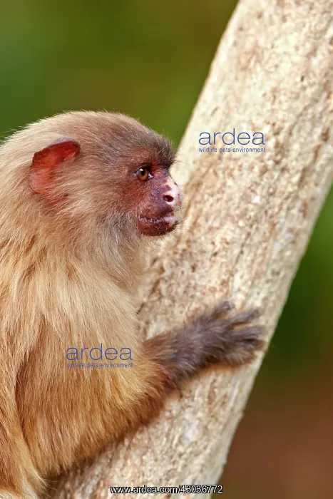 : Black-tailed marmoset Pantanal area Mato Grosso : Black-tailed marmoset Pantanal area Mato Grosso