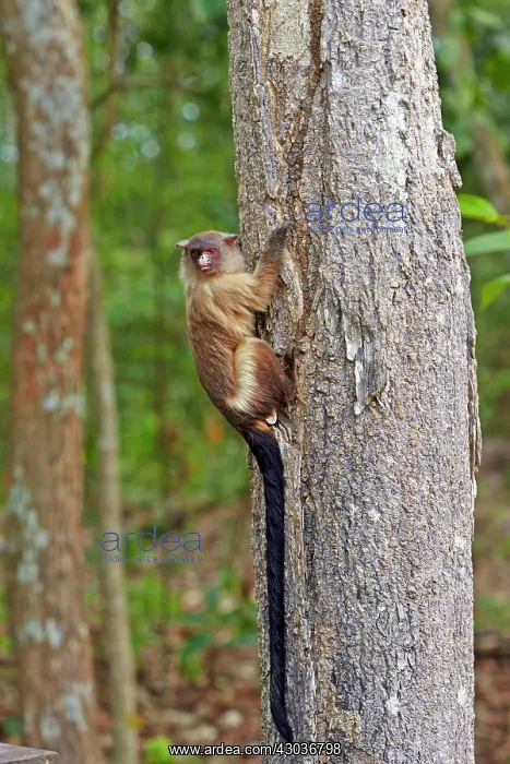 : Black-tailed marmoset Pantanal area Mato Grosso : Black-tailed marmoset Pantanal area Mato Grosso