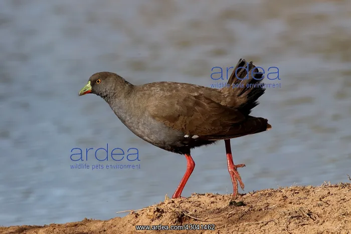 : Black-tailed Native-Hen Black-tailed Native-Hen : Black-tailed Native-Hen Black-tailed Native-Hen