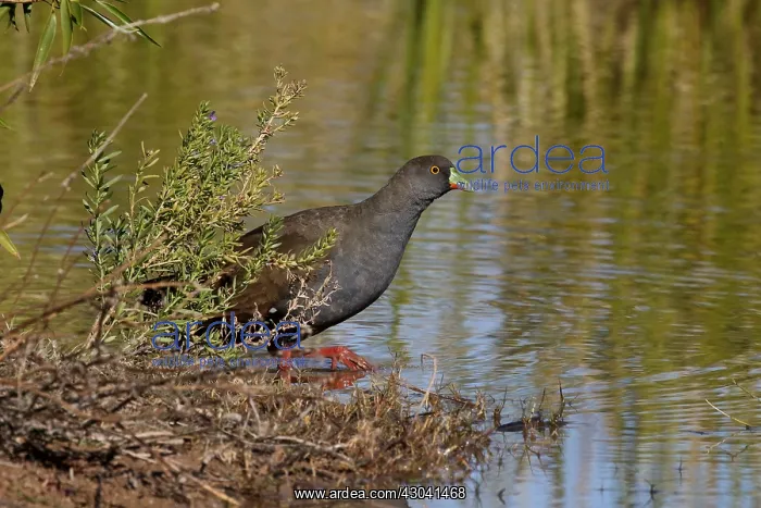 : Black-tailed Native-Hen Black-tailed Native-Hen : Black-tailed Native-Hen Black-tailed Native-Hen