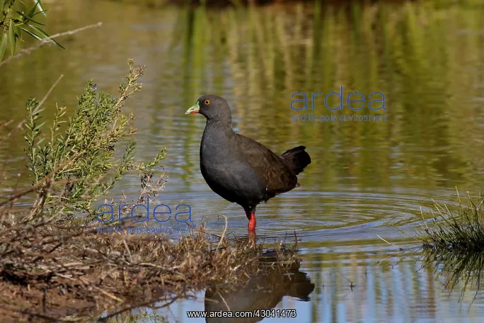 : Black-tailed Native-Hen Black-tailed Native-Hen : Black-tailed Native-Hen Black-tailed Native-Hen