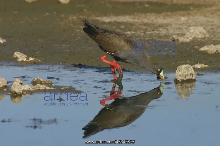 : Black-tailed NATIVE HEN - in sewage ponds : Black-tailed NATIVE HEN - in sewage ponds