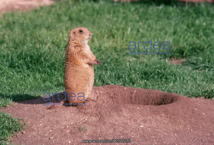 : Black-tailed Praire Dog : Black-tailed Praire Dog