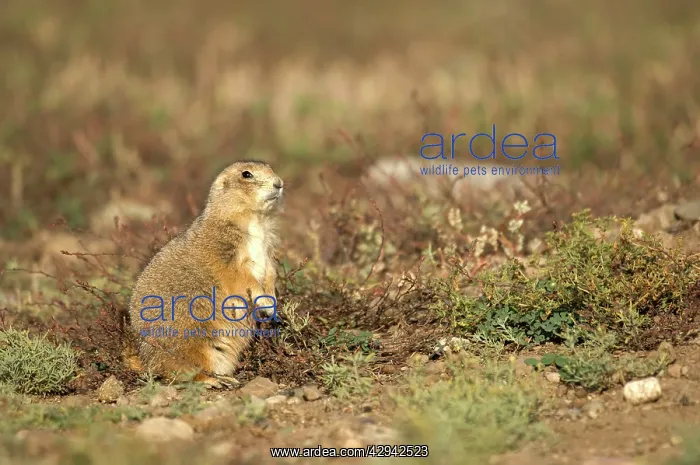 : Black-tailed Praire Dog - In alert posture while feeding : Black-tailed Praire Dog - In alert posture while feeding