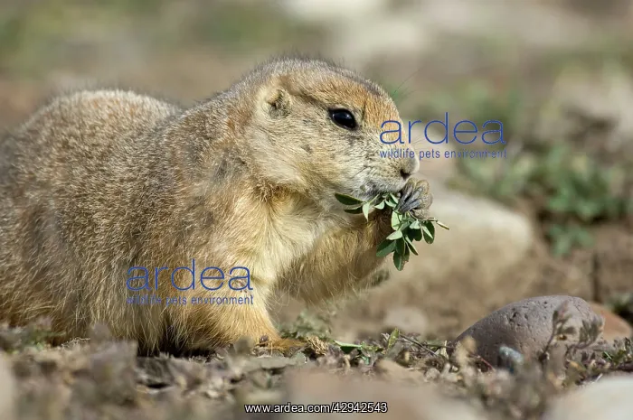 : Black-tailed Praire Dog - Close up, feeding : Black-tailed Praire Dog - Close up, feeding