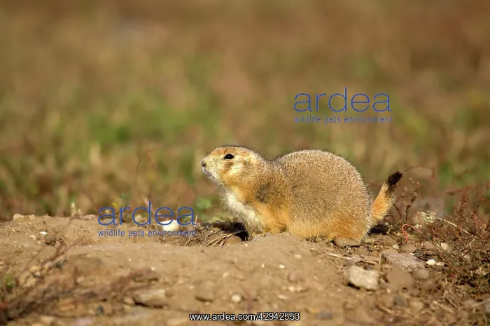: Black-tailed Praire Dog - Crouching at entrance : Black-tailed Praire Dog - Crouching at entrance