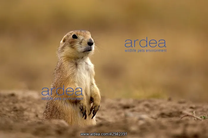 : Black-tailed Praire Dog - Sitting in entrance to burrow : Black-tailed Praire Dog - Sitting in entrance to burrow