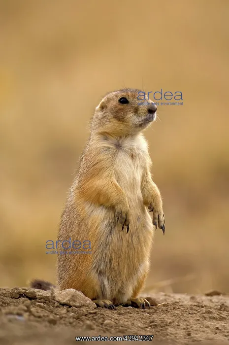 : Black-tailed Praire Dog - Standing up on lookout : Black-tailed Praire Dog - Standing up on lookout