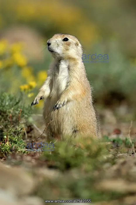 : Black-tailed Praire Dog - Side view standing up : Black-tailed Praire Dog - Side view standing up