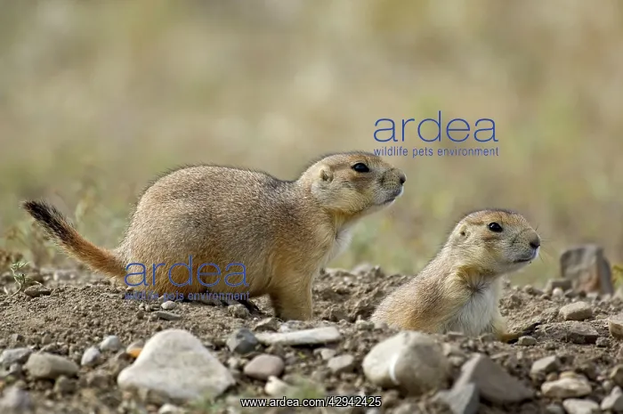 : Black-tailed Praire Dogs - Pair looking out at : Black-tailed Praire Dogs - Pair looking out at