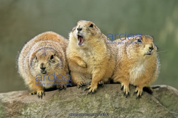 : Black-tailed Prairie Dog - 3 animals in a row : Black-tailed Prairie Dog - 3 animals in a row